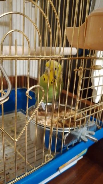 а то точно настоящий попугай