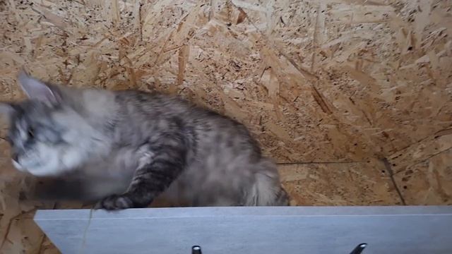 Босс Акела Кислер Кэт