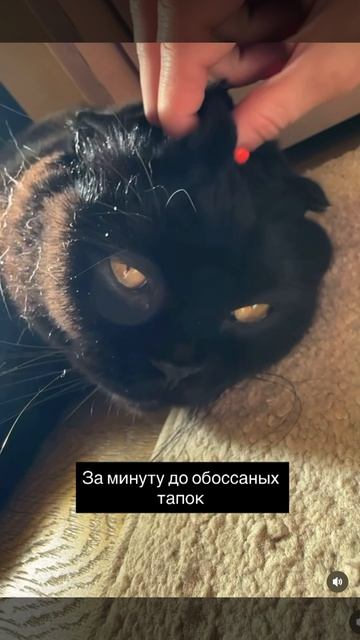 Не тактильный кот