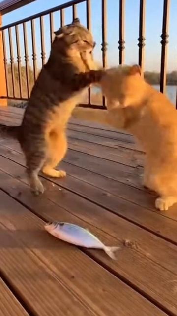 Рыбка раздора