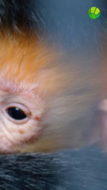 милые  обезьянки....