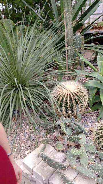 Огромный кактус похож на пуфик.