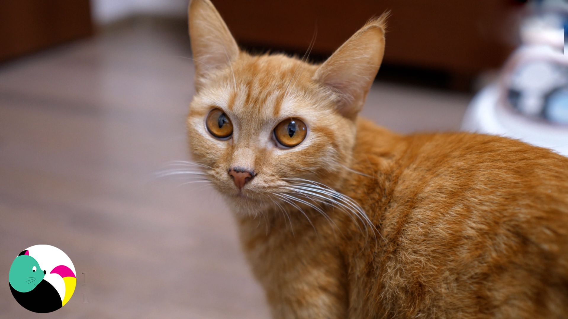 Три котенка и мама-кошка