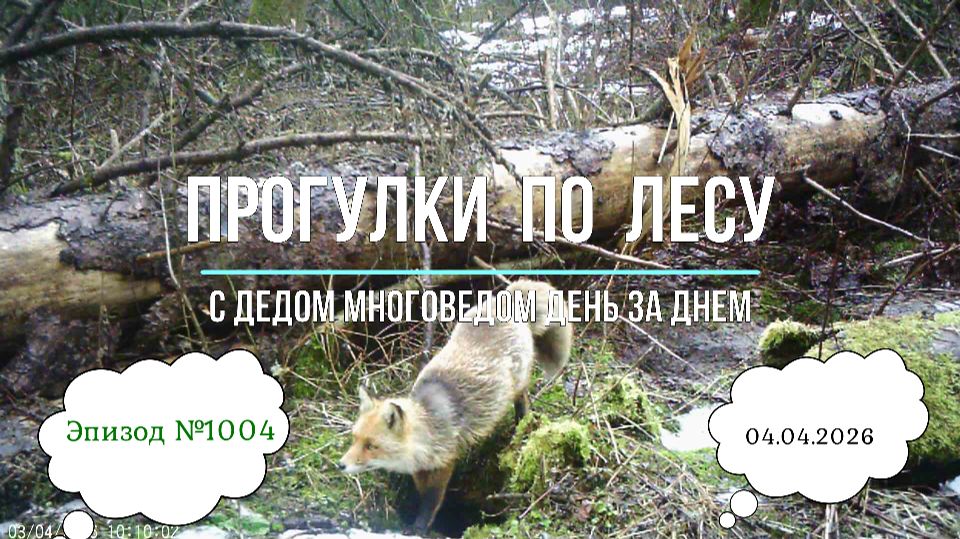 Прогулки по лесу. День за днем с дедом Многоведом. 4 апредя 2026г. Эпизод 1004.