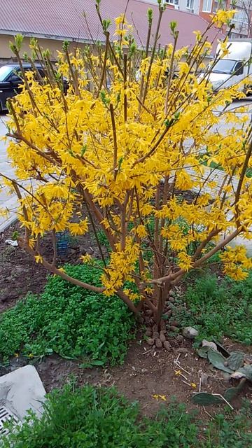 VID_20260405_070229.mp4