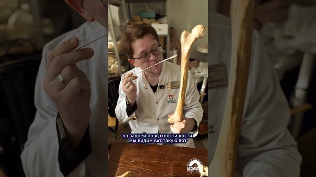 Про бедренную кость