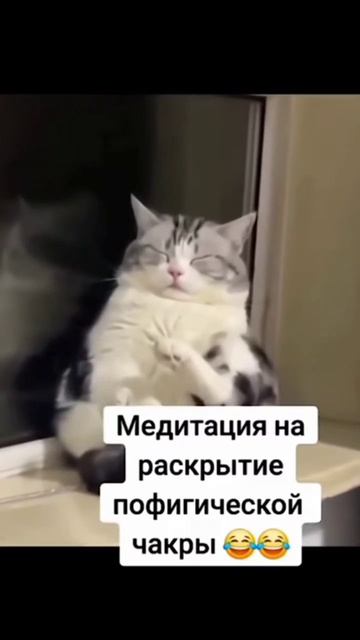 #юмор #прикол #смех #кот