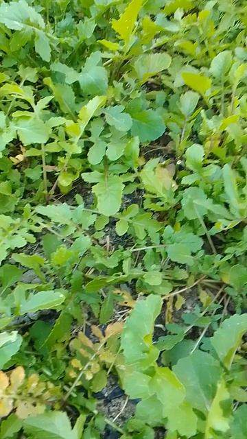 Китайское изобретение для огородников