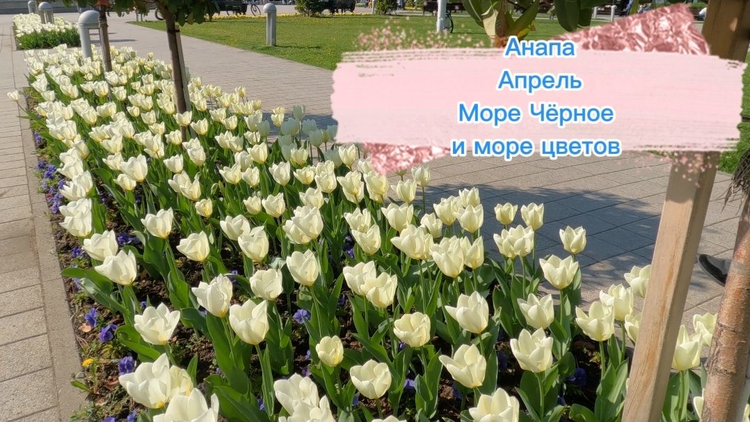 Анапа. Апрель. Море Чёрное и море цветов. 5 апреля