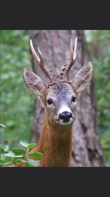 крик косули
#животные #крик #косуля #природа #топ #рек