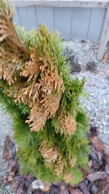 Туя СГОРЕЛА!!!!.mp4