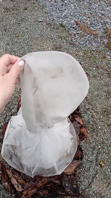 Открываем ТУИ после зимы.mp4