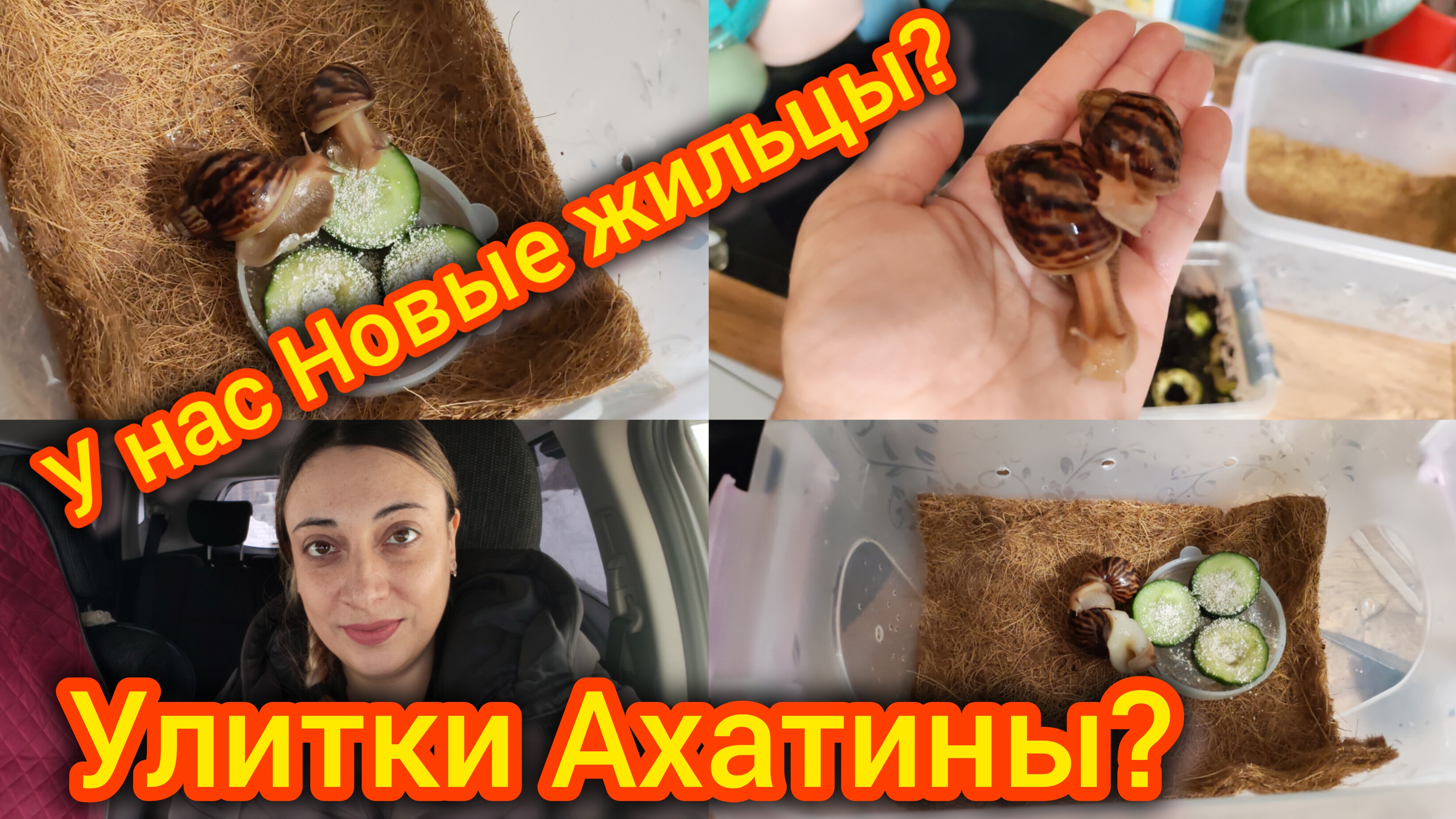 У нас новые Жильцы? Улитки Ахатины. Новый дом. Уход за Ахатинами