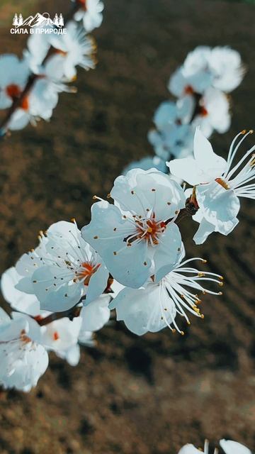 Деревня ✅️