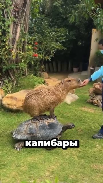 Почему капибары кажутся такими милыми?Ответ очевиден.#капибара #животные #факты