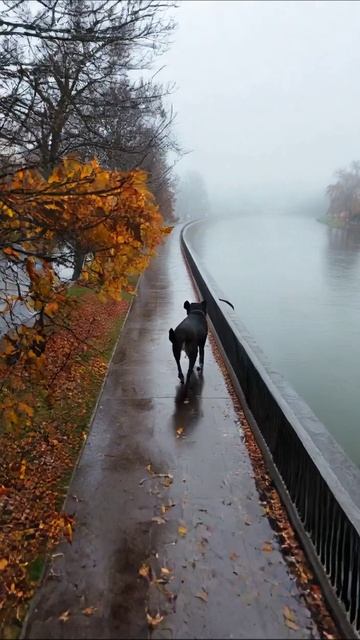 Туманный осенний пейзаж у реки #осень #пейзаж #природа