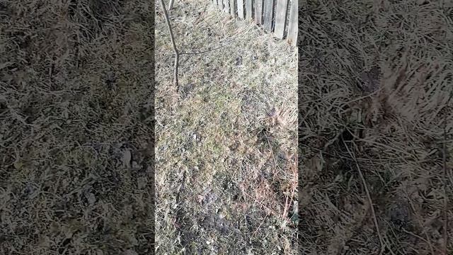 Утренний осмотр огородно- садовых работ.