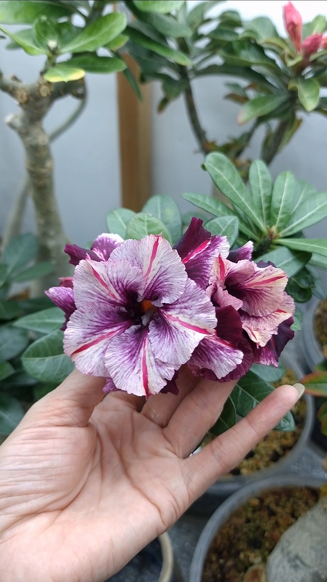 Sugarism. Азиатский сорт адениума.