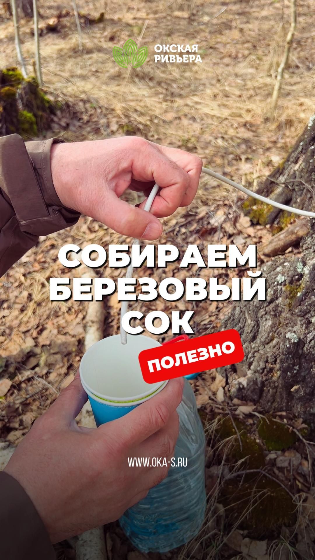 Старожилы говорят очень полезный.