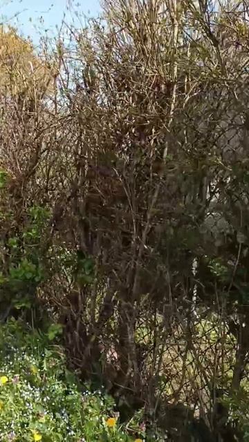 Дача во Франкфурте _06.04.2026