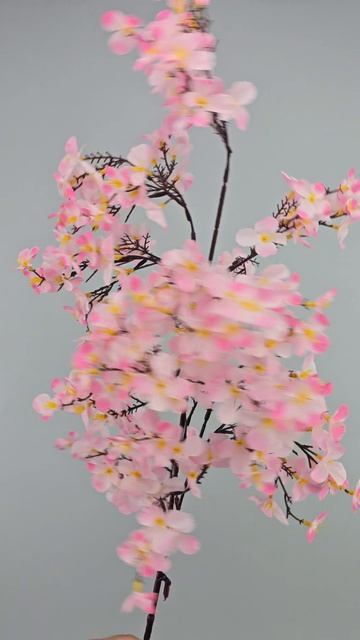 Ветка цветущая яблоня