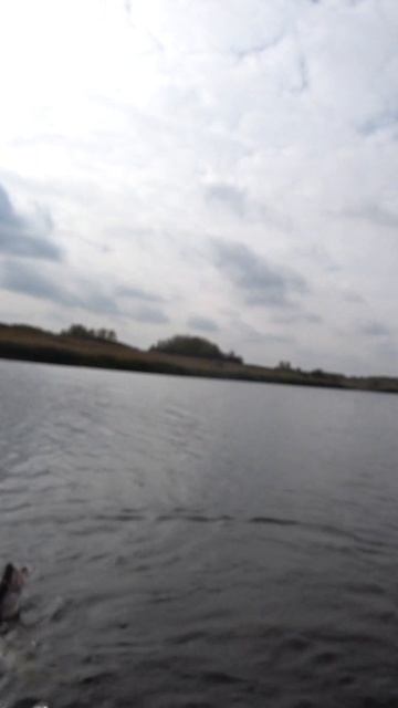 Щука - поппер поперек пасти встал - при поимке