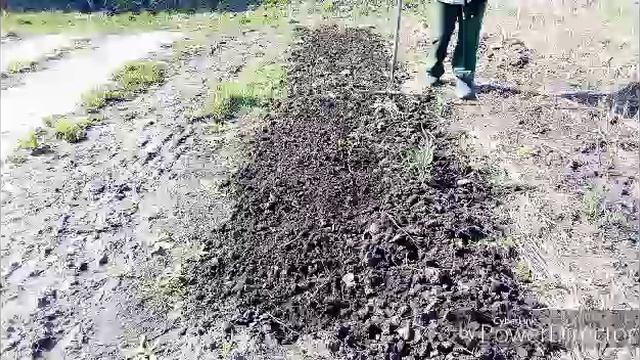 Посеяла с вами петрушку.