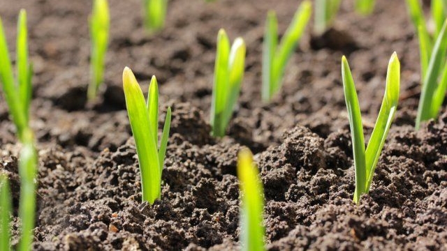 Апрель.ПОРА ОТКРЫВАТЬ чеснок зимний.