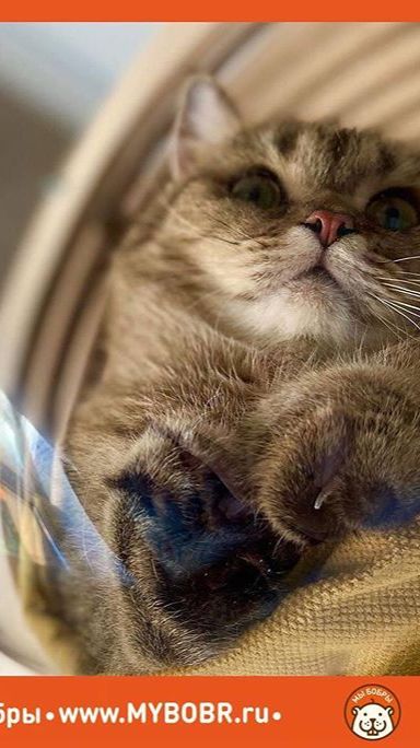 Лучшая мебель для кошек от Мы Бобры