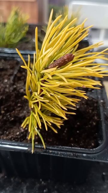 Сосна горная Винтер Голд (Winter Gold)