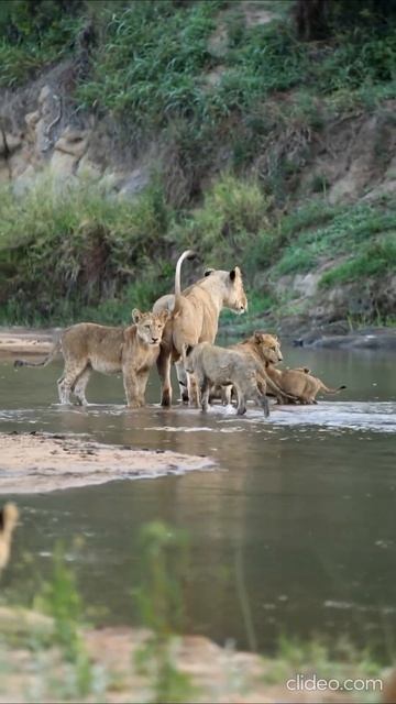 Семейный отдых ❤️🌋 Дикая Планета