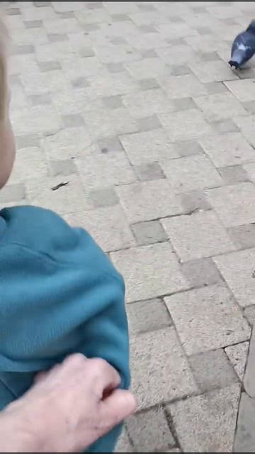 Святик и голуби 🕊️