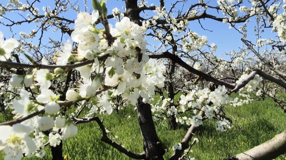 06.04.26 г .Наш сад в апреле.Много работы 🤦.Будет новая переделка 😊👋.