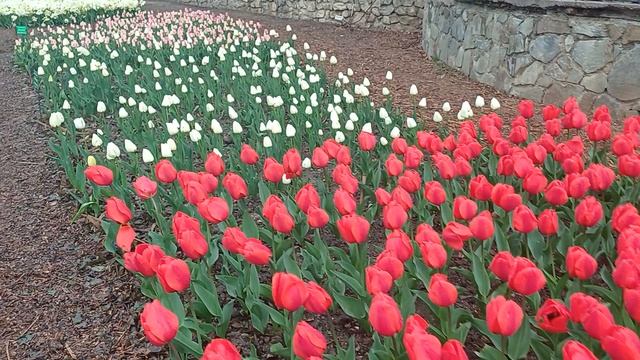 Крымские тюльпаны