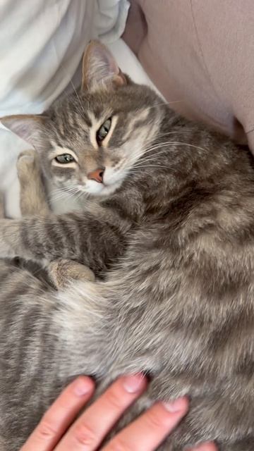 Мило спящий котик 😺🐱