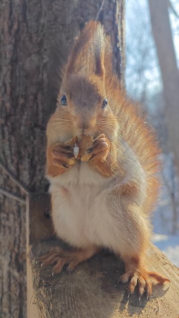 да орешки все грызет....