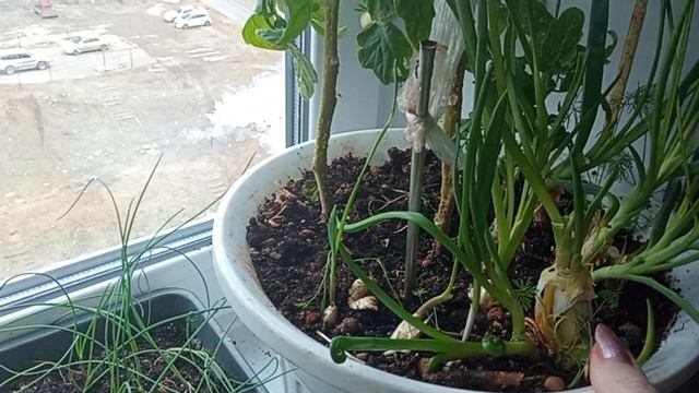 6 АПРЕЛЯ 2026 г.   ОГОРОД НА ПОДОКОННИКЕ. РАССАДА РАСТЁТ.