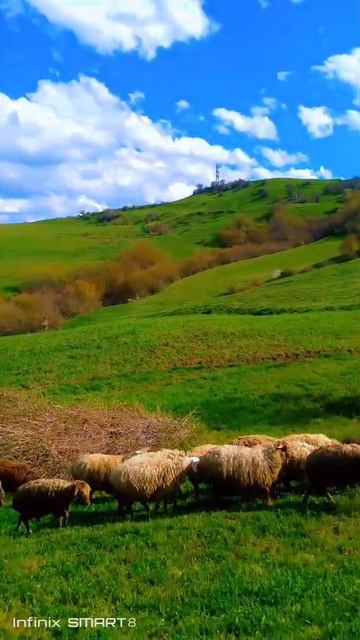 НАЦИОНАЛЬНЫЙ КАЛОРИТ