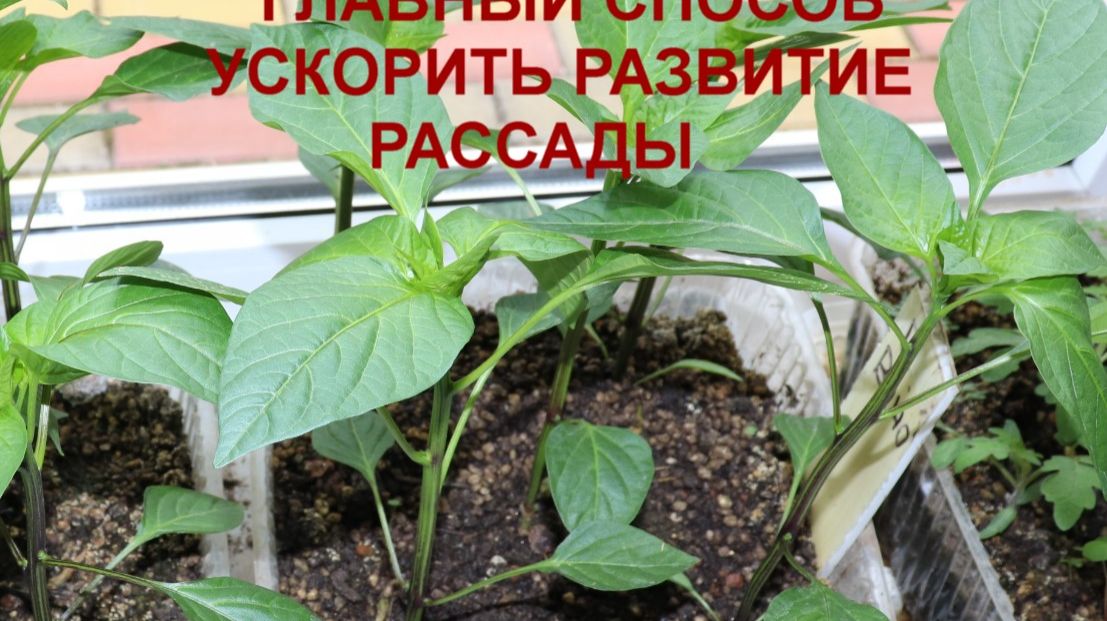 Главный способ ускорить развитие рассады.