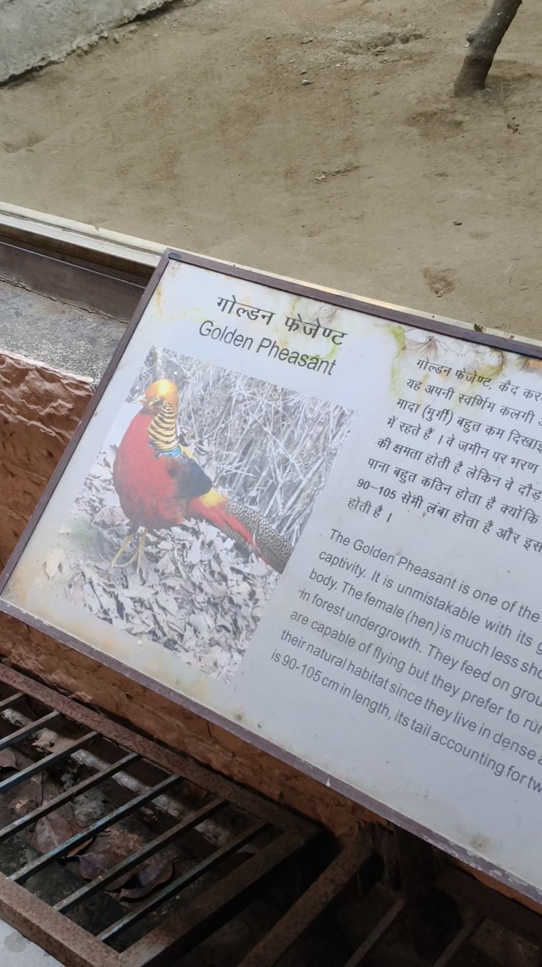 Самая красивая птица в мире? Золотой фазан в разрешении 4K UHD 🌈✨