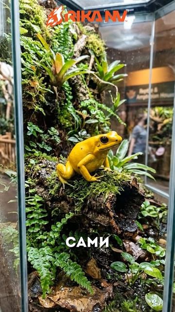 RikaNV познавательный: Секрет ядовитых лягушек