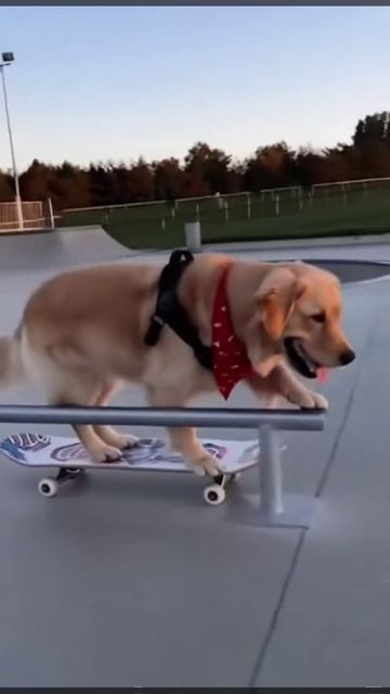 Пёс скейтбордист