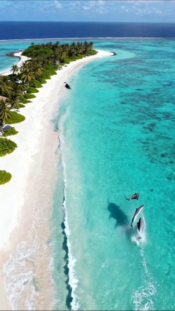 Дельфины в волшебных водах тропического рая #дельфины #тропики #природа