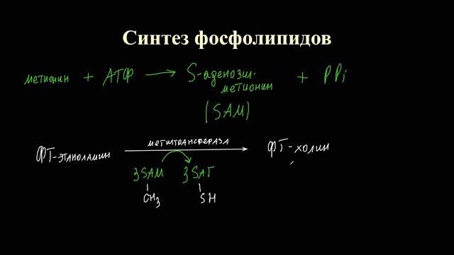 Обмен липидов часть 2