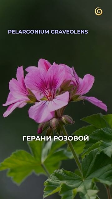 СЕКРЕТ мягких и гладких пяточек! #эфирныемасла #красота #ароматерапия