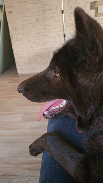 Русский вольфхунд Брайтон #русскийвольфхунд #волкособ #собаки #Брайтон #щенки #животные#милоевидео