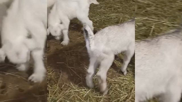 319340ca6c045ce21744ba7412ce7077