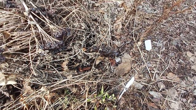 Пробежка по даче Колягино 2026.04.06