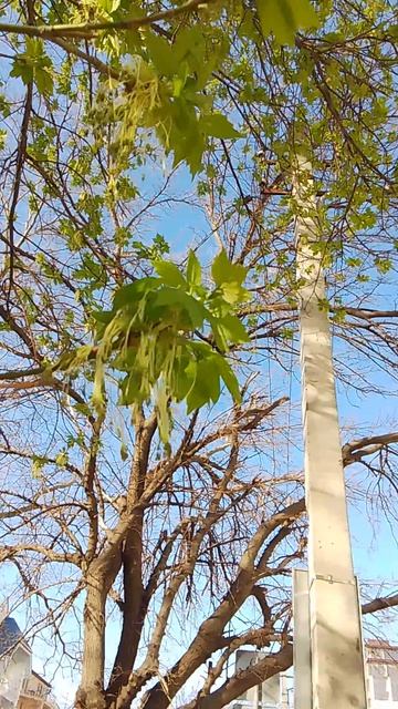 VID_20260406_081519.mp4