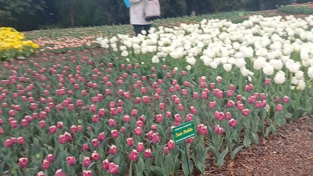 Крымские тюльпаны_2